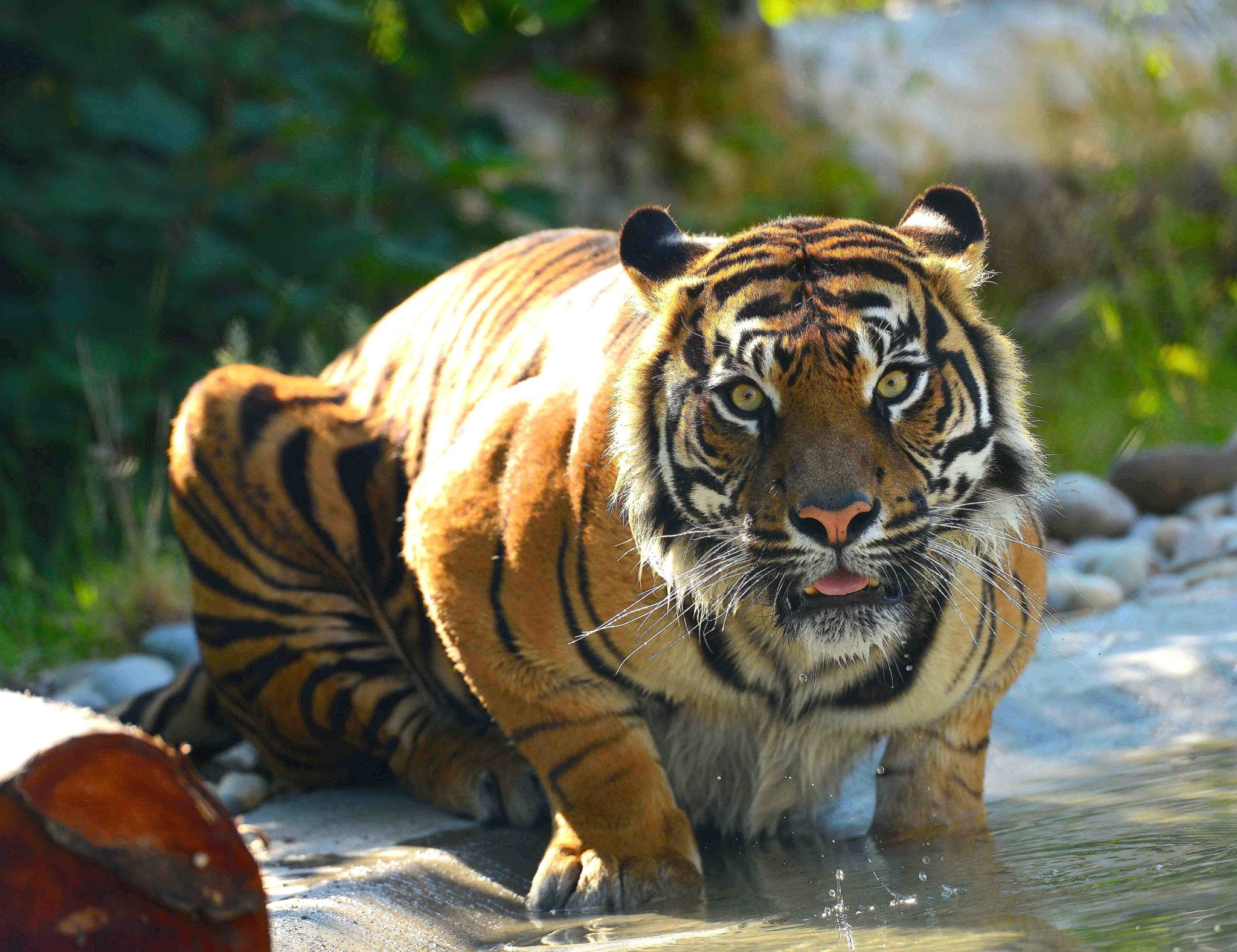 Irish Ferries _ Drayton Manor Zoo